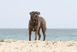 CANE CORSO 652